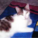merlin