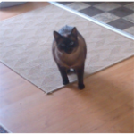 minette-november
